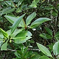 Rhizophora annamalayana
